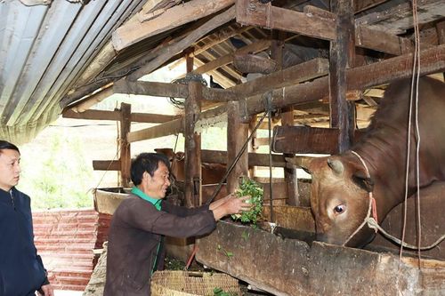 Tuyên Quang: Chuyển biến tích cực trong giảm nghèo