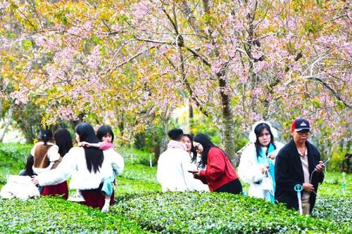 Du khách chen chân ngắm mai anh đào Đà Lạt nở rộ