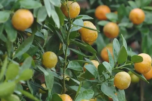 Quất vàng chín mọng tại nhà vườn Tứ Liên