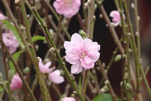 Hoa đào xuống phố sớm