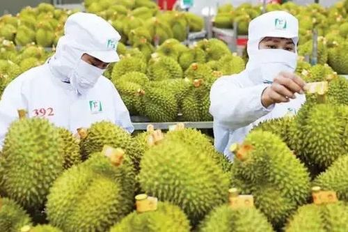 Rau quả Việt tăng trưởng mạnh nhất tại Trung Quốc