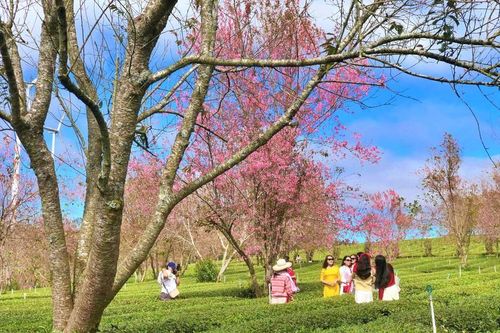 Khúc giao mùa Đà Lạt 'săn' hoa mai anh đào nở sớm