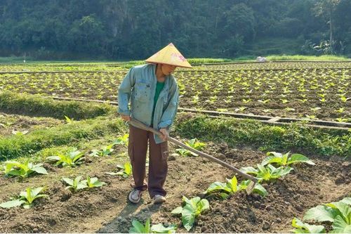 Xã Hà Quảng gieo trồng trên 367 ha thuốc lá