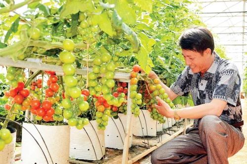Tưới tiên tiến, tiết kiệm nước cho cây trồng cạn