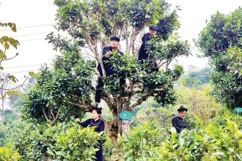 Thái Nguyên nâng tầm giá trị cây chè