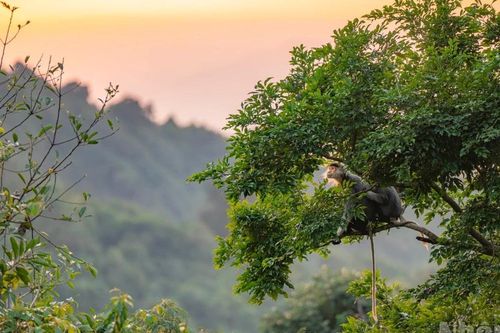 Bắt trọn khoảnh khắc gia đình voọc chà vá chân nâu đón hoàng hôn trên bán đảo Sơn Trà