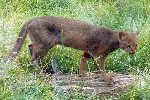 Loài mèo hoang dã kỳ lạ nhìn như rái cá, chỉ có ở châu Mỹ