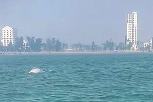 Cận cảnh đàn cá heo trắng hiếm thấy ở Sầm Sơn