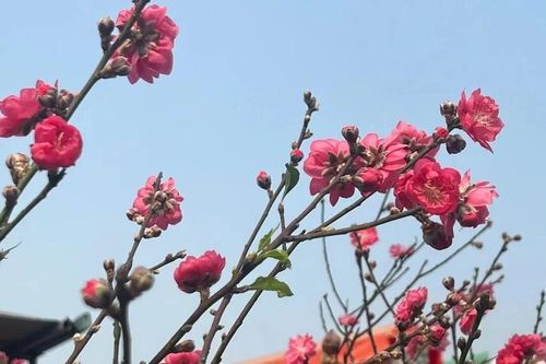 Vài trăm nghìn đồng một cành đào chơi Tết sớm