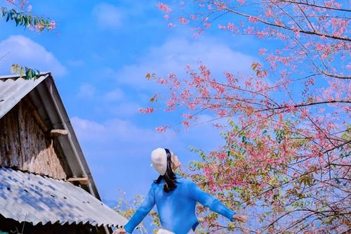 Ngắm hoa mai anh đào nở sớm trên cao nguyên Mộc Châu