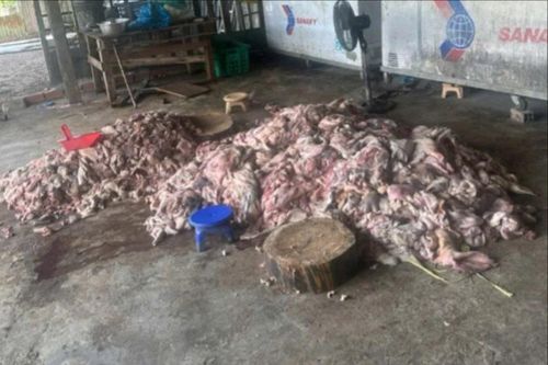 Phát hiện thịt lợn bốc mùi hôi thối sắp 'tuồn' ra thị trường