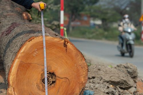 Cảnh 'bứng' hàng trăm cây xà cừ cổ thụ mở rộng đường huyết mạch ở Hà Nội