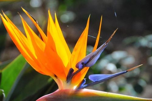 Hoa Thiên điểu: Vẻ đẹp của sự vươn lên trong không gian sống hiện đại
