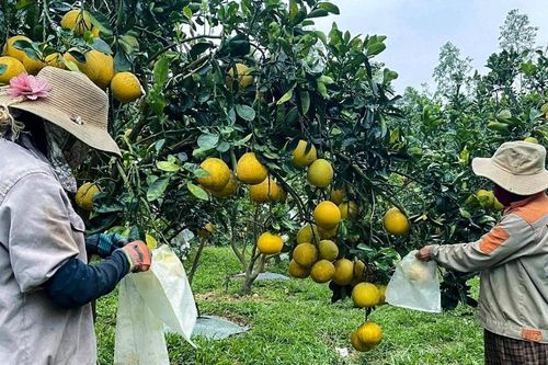Các nhà vườn Nghệ An 'đón' thị trường Tết