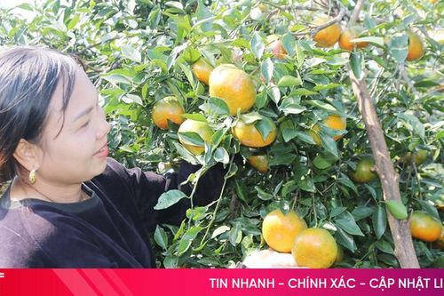 Rộn ràng mùa thu hoạch cam bù ở xã miền núi Hà Tĩnh