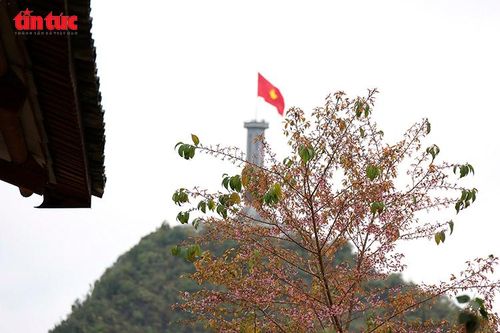 Sắc hoa Anh Đào dưới chân Cột cờ Lũng Cú