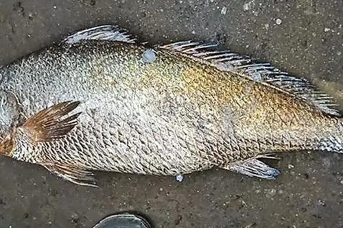 Bắt được con cá nặng 25kg, ngư dân liền bán với giá 115 triệu đồng