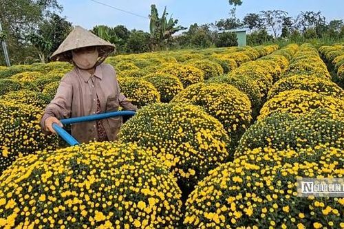 Người trồng hoa Vĩnh Long thấp thỏm mùa Tết giữa biến đổi thời tiết