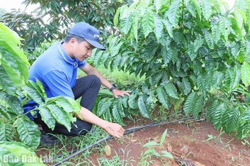 Đắk Lắk tăng tốc áp dụng công nghệ tưới tiên tiến, hiệu quả rõ nét