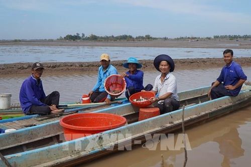 Biến mùa lũ thành 'mùa vàng' từ mô hình nuôi cá đồng