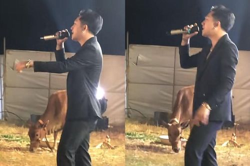 Nam ca sĩ Việt biểu diễn ở đồng cỏ, con bò bên cạnh 'gây sốt'