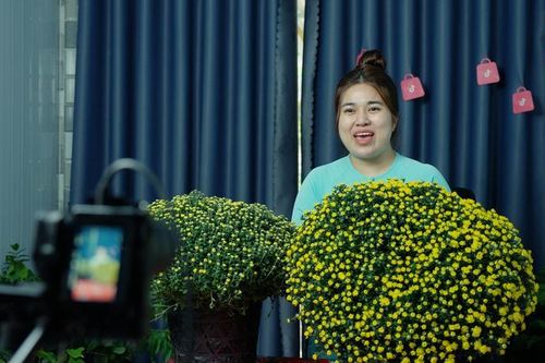 20.000 chậu cúc mâm xôi 'cháy hàng' qua nền tảng TikTok Shop