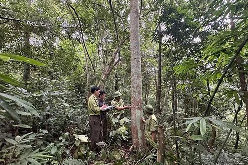 Bảo vệ rừng gắn với phát triển kinh tế lâm nghiệp ở Văn Nho