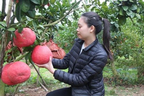 Chuẩn bị khoảng 1,5 triệu quả bưởi đỏ bán Tết