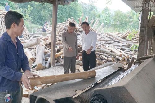Châu Quế phát triển kinh tế rừng