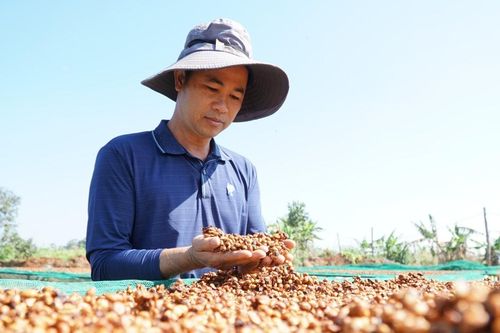 Đưa cà phê Lâm Đồng vào phân khúc cao cấp