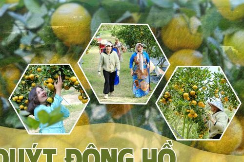 Quýt Đông Hồ rực sắc cam, hút khách du xuân