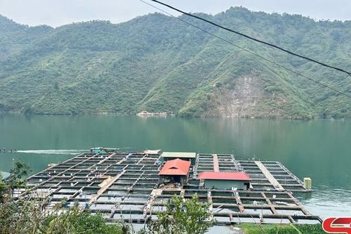 Làm giàu từ nghề nuôi cá lồng trên lòng hồ