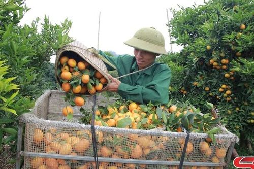 Thu nhập cao từ trồng cam