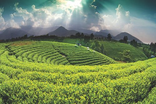 Phía sau hai tiếng 'đất chè'