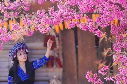 Mùa hoa tớ dày nhuộm hồng thôn bản