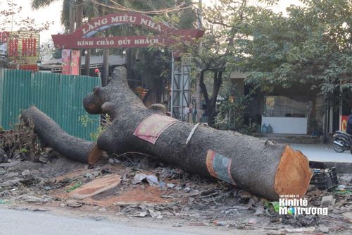 Chặt hạ, di dời hàng loạt cây xanh để phục vụ mở rộng đường 70