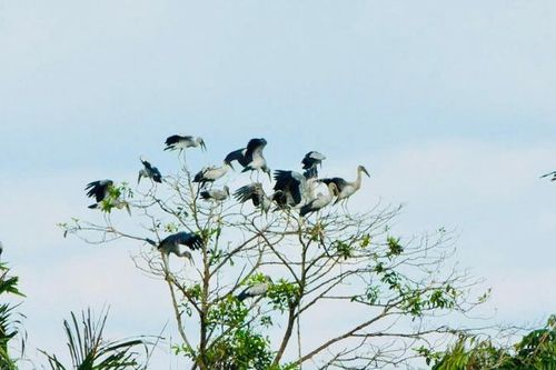 Tiếng vạc phương Nam