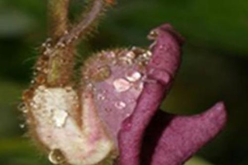 Loài phòng kỷ đặc hữu, quý hiếm, được biết đến là vị thuốc quý trong Đông y