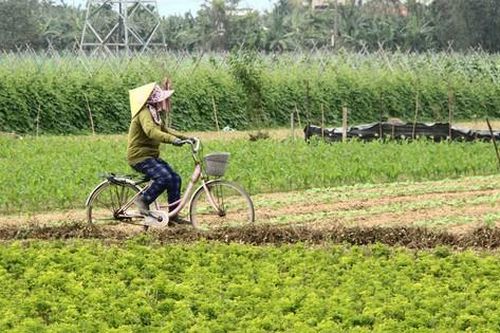 Những luống rau hồi sinh giữa vùng 'rốn lũ'