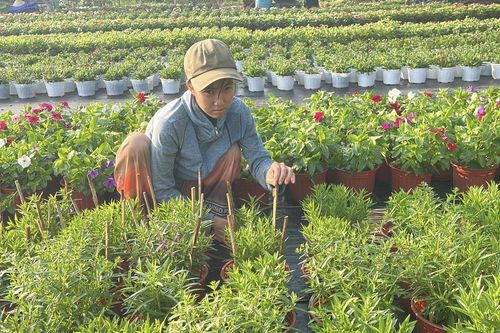 Nông dân thấp thỏm mùa hoa Tết