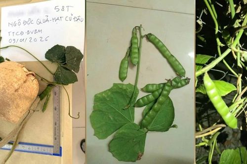 Ăn quả của cây củ đậu, 3 người trong một gia đình ngộ độc nặng