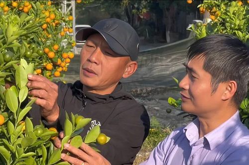 Nông dân Quảng Ngãi mạnh dạn đầu tư trồng quất cảnh