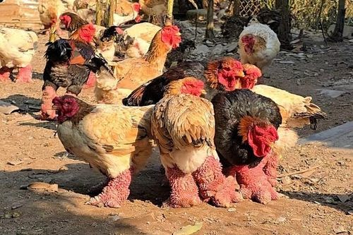Gà Đông Tảo bạc triệu đắt khách dịp Tết Nguyên đán
