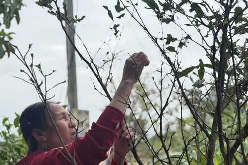Cư dân hạ lưu sông Ba Hạ: Hồi sinh sau 'ác mộng' lũ dữ!