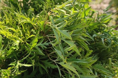 Loại rau gia vị được dùng chữa mất ngủ, những ai không nên sử dụng?