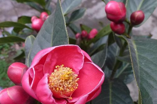Loài hoa 'quý phi' mang tài lộc, may mắn vào nhà dịp Tết