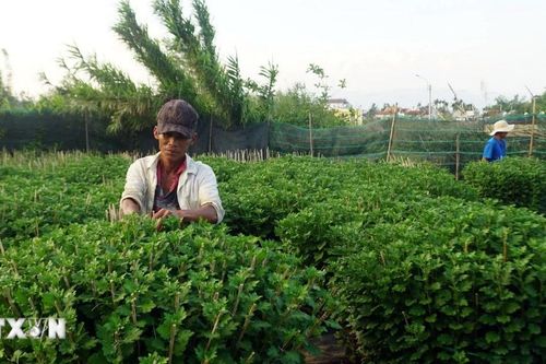 Cúc Bình Lâm hút hàng trước Tết, doanh thu ước hơn 7,5 tỷ đồng