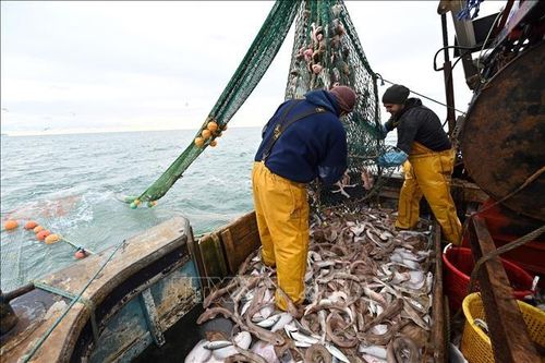 EU ra mắt nền tảng RecFishing thống nhất dữ liệu đánh bắt cá giải trí