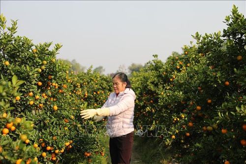 Làng nghề xứ Thanh tăng tốc cho vụ Tết