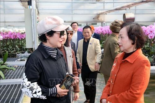 'Bông lan vàng' của làng Phù Vân